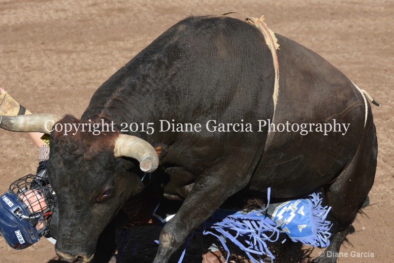 case kohler jr high rodeo nephi 2015 6 - ID: 14992799 © Diane Garcia