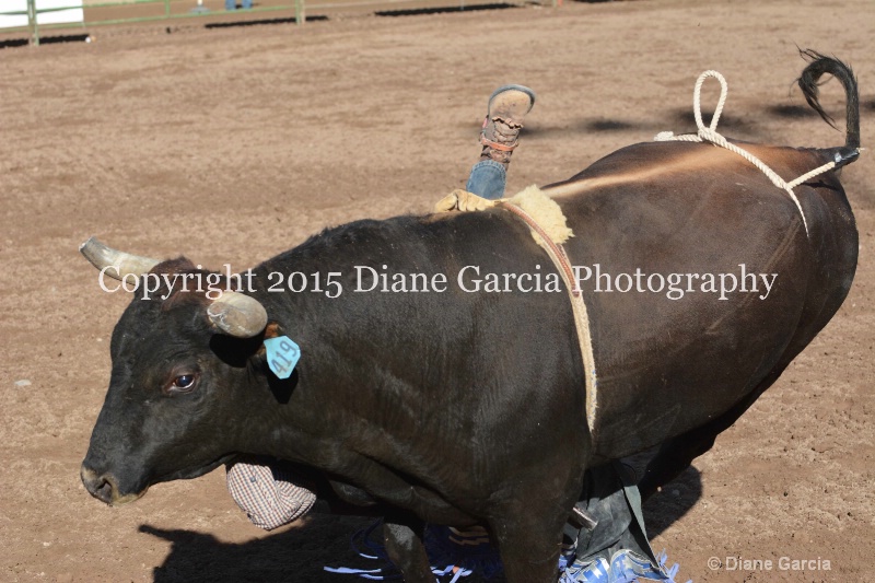 case kohler jr high rodeo nephi 2015 5 - ID: 14992800 © Diane Garcia