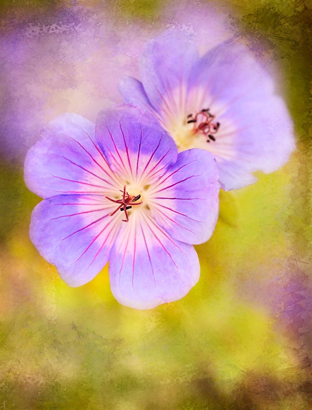 Native Geranium