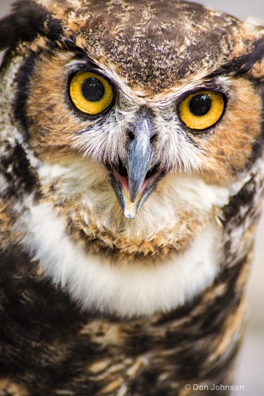 Great Horned Owl Stare 3-0 f lr 8-16-15 j152