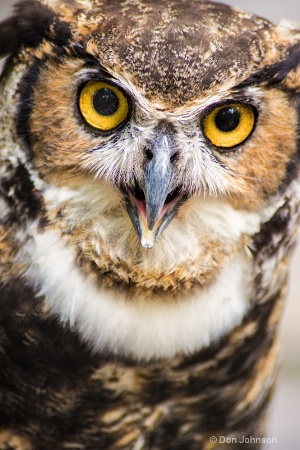 Great Horned Owl Stare 3-0 f lr 8-16-15 j152