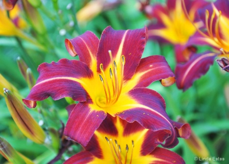 Color Burst Daylily