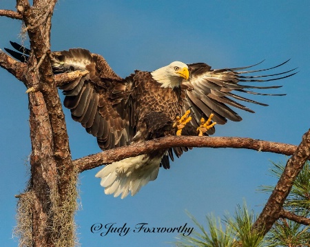 Bald Eagle Approaching A Place To Land