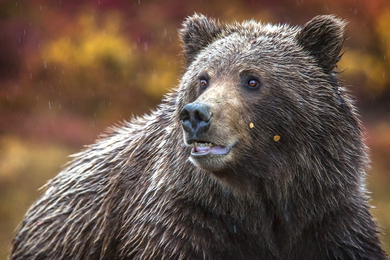 Denali Grizzly Portrait    