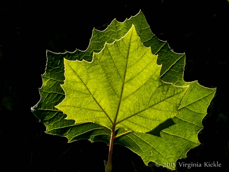 Duplicated Leaves