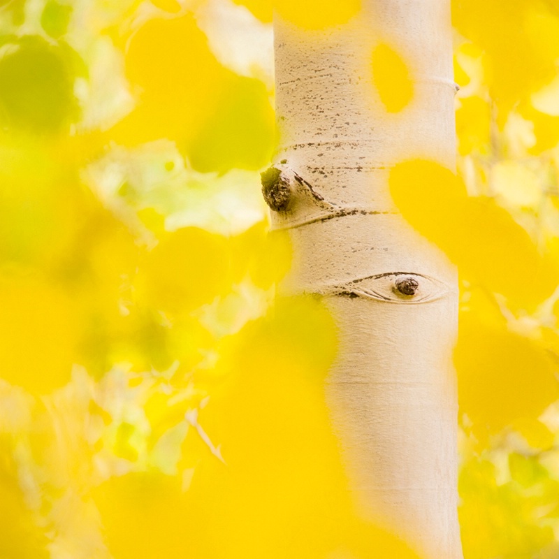 Aspen Golden Eye