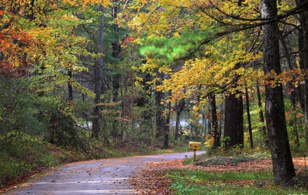 Country Lane