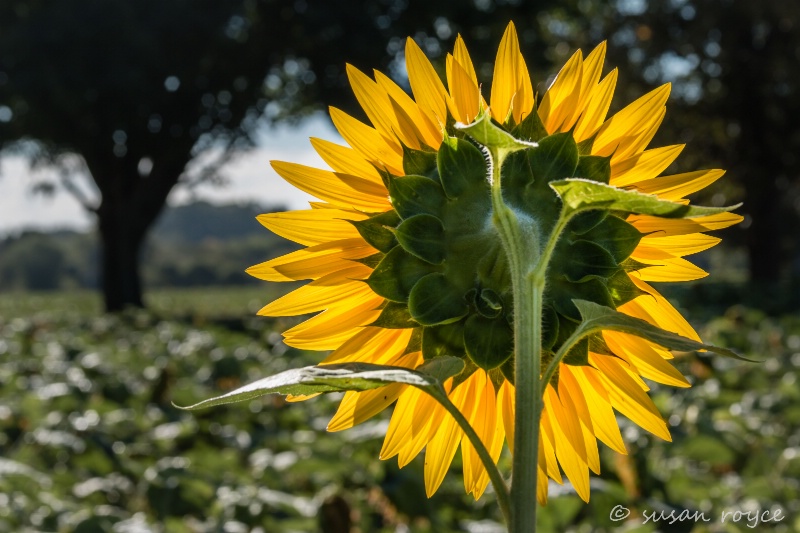 Sunflower Detail