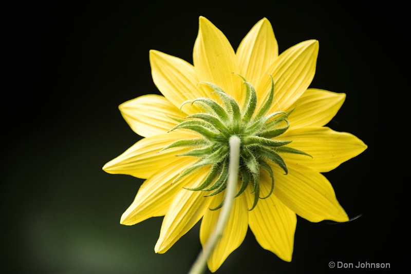 Back of Wild Daisy 3-0 f lr 9-25-15 j157