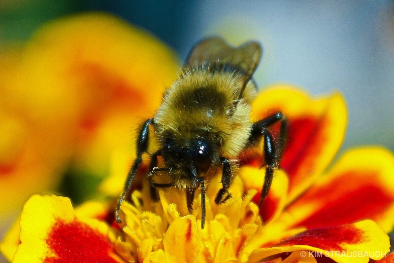 Bumble Bee Atop The Marigold
