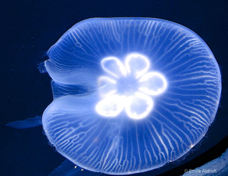 Underside Jelly Fish