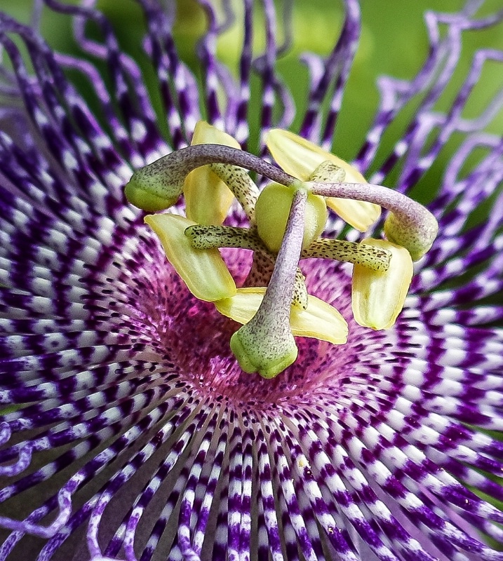 Passion Flower