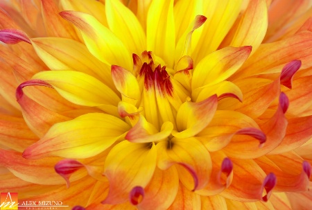 Dahlia 8