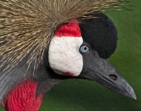 crowned crane