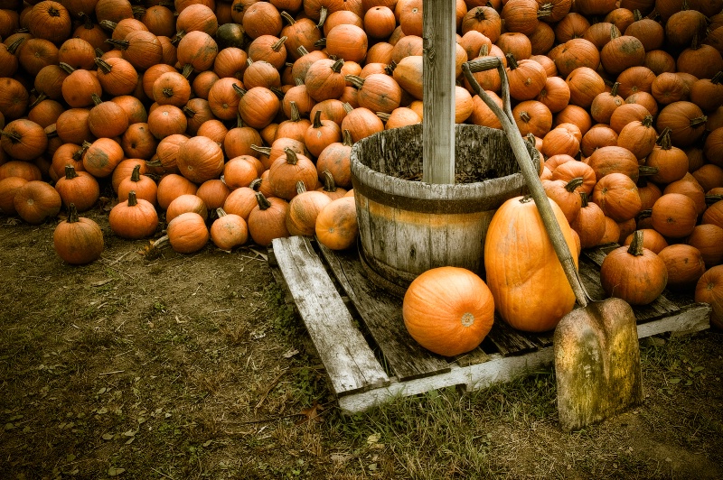 Plenty of Pumpkins