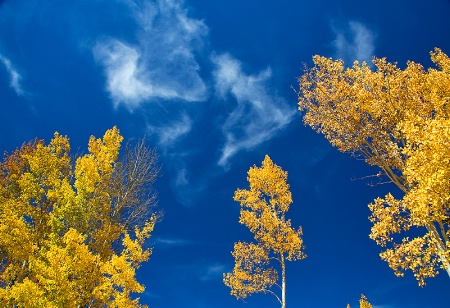 Aspens