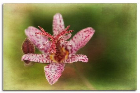 toadlily