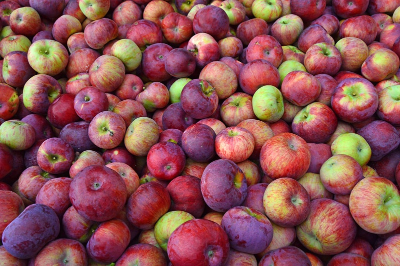 Autumn Apples