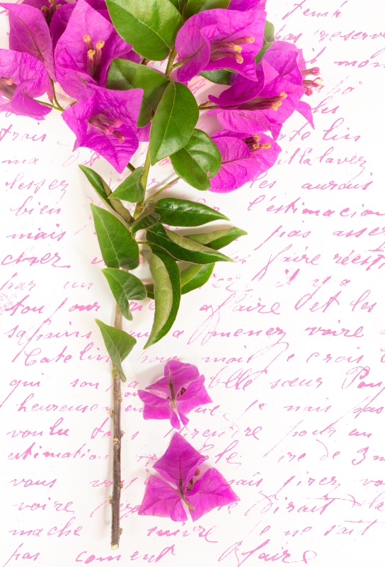 Bougainvillea