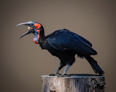 Southern-ground Hornbill 