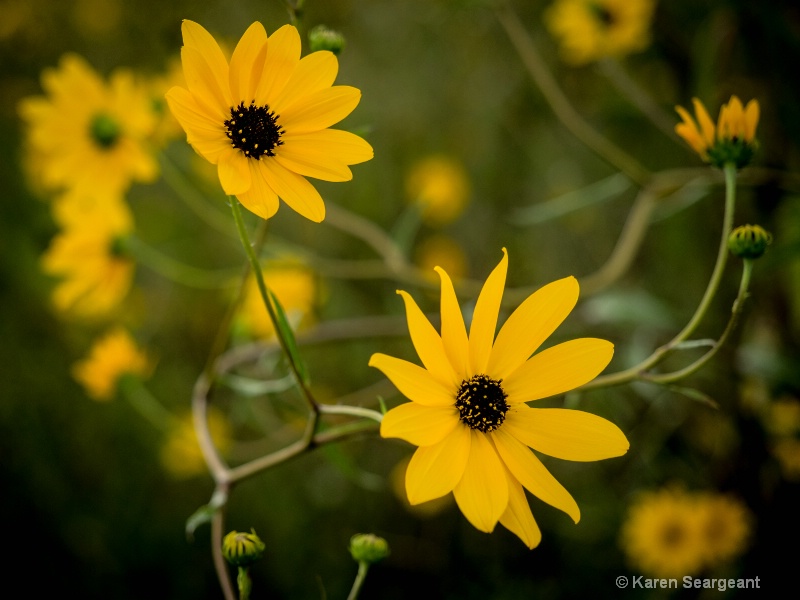 Yellow Wildflowers