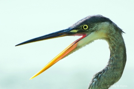 Great Blue Mouth Stretch