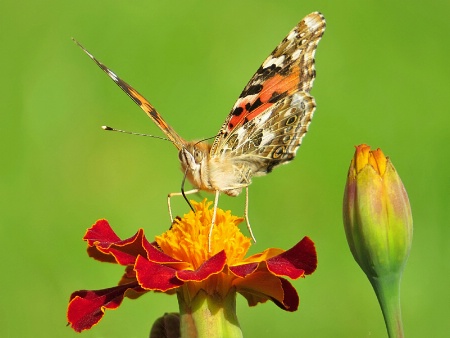 Painted Lady