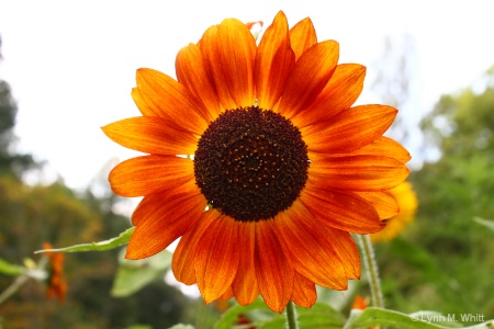 sunflower