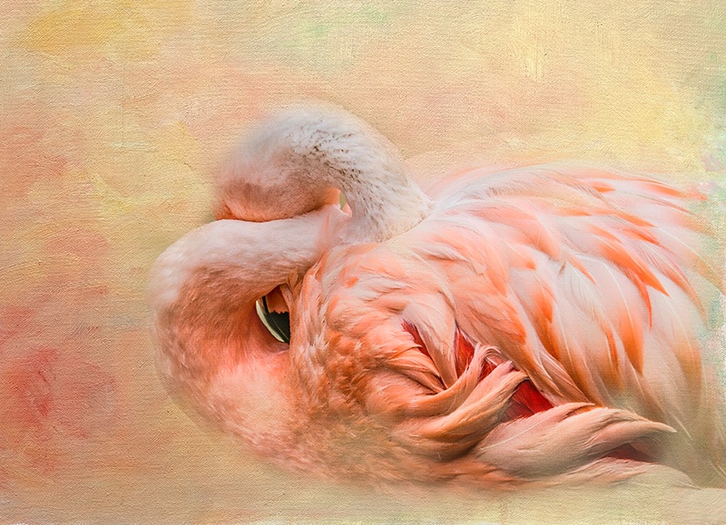 Flamingo