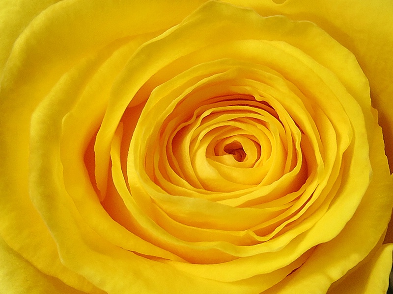 Yellow Rose