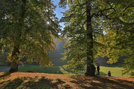 Under the Tree