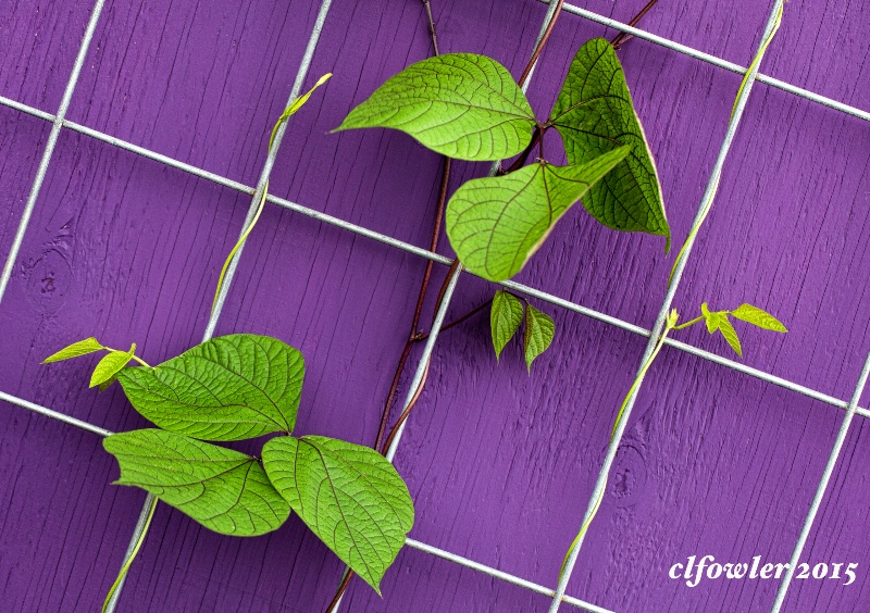 Garden Wall