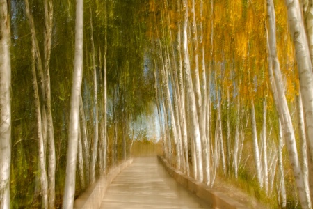 Boardwalk through the Birches