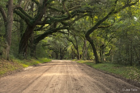 Live Oak Canopy