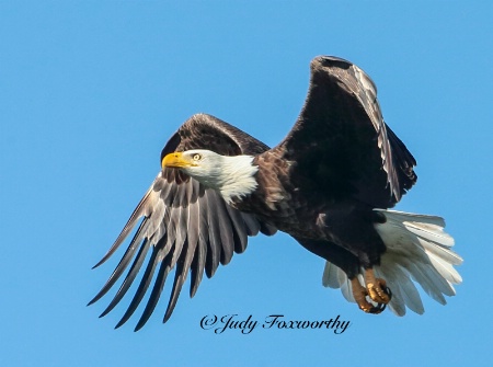 Bald Eagle