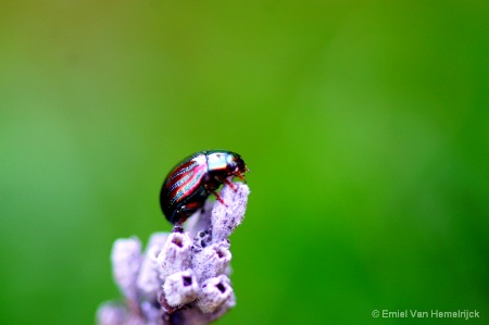 rose-chafer