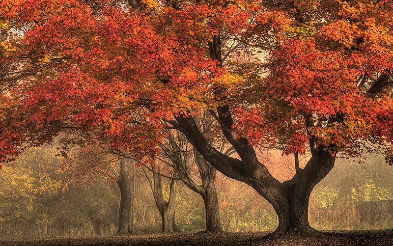 Maple Tree