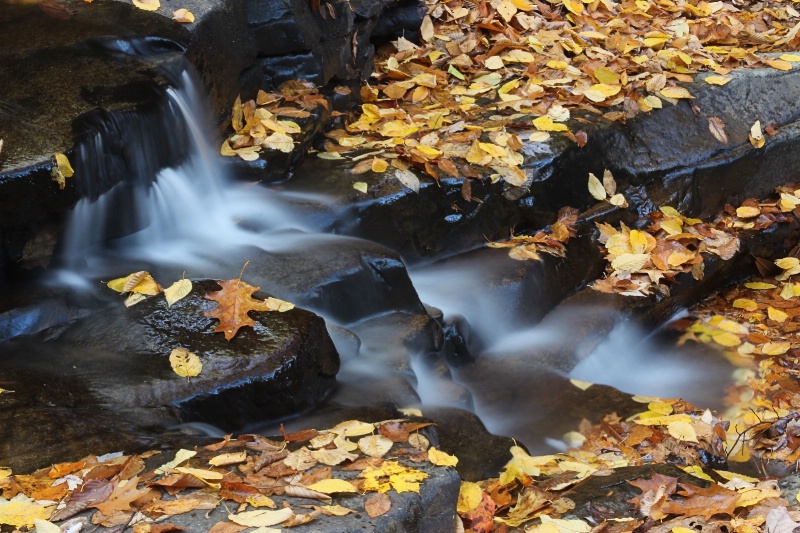 Autumn Stream