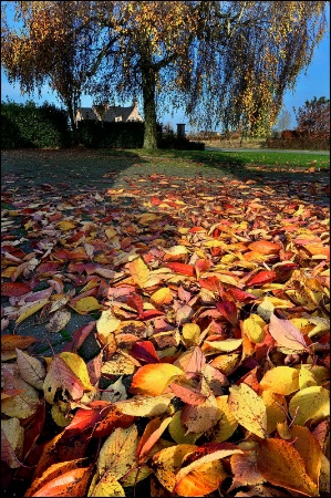 Autumn colors