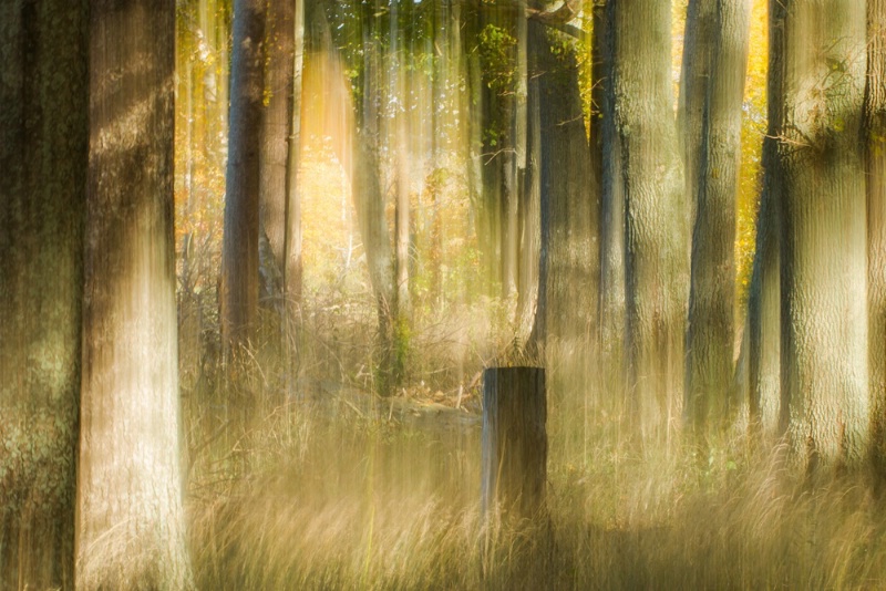 Forest Shadows