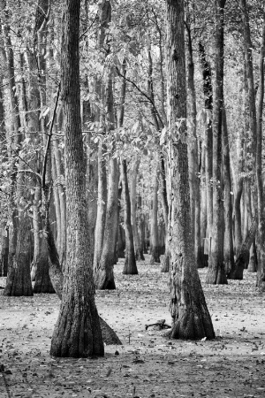 cypress in swamp