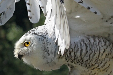 Snowy Owl