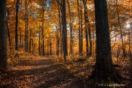 Walk In The Woods