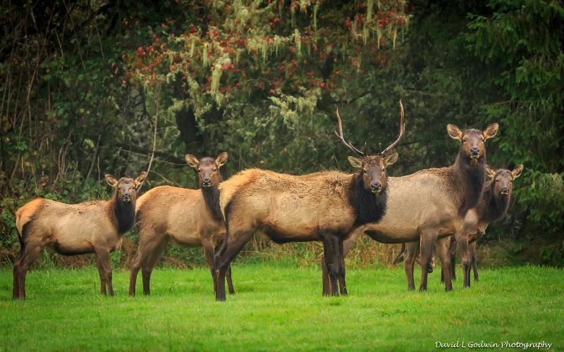 Elk Family