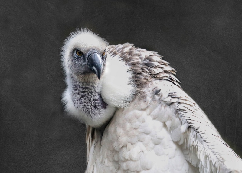 Cape Griffon vulture  