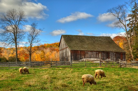 Hale Farm Sheep