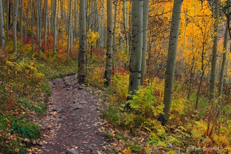 Aspen Trail