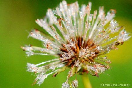 Dew-drops