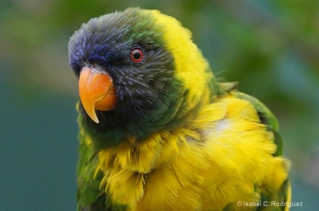 Yellow Green Lorikeet (C)