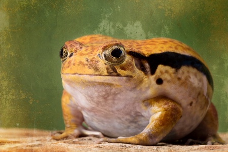 Tomato Frog